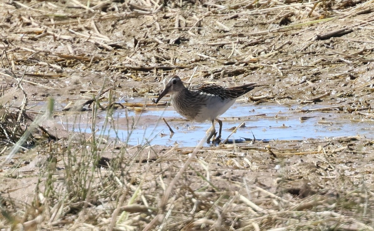 Pectoral Sandpiper - ML642841770