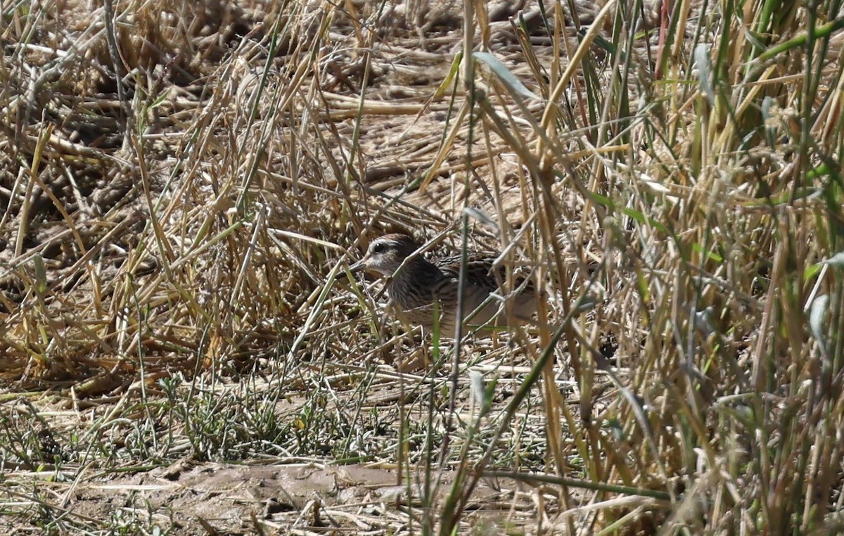 Pectoral Sandpiper - ML642841771