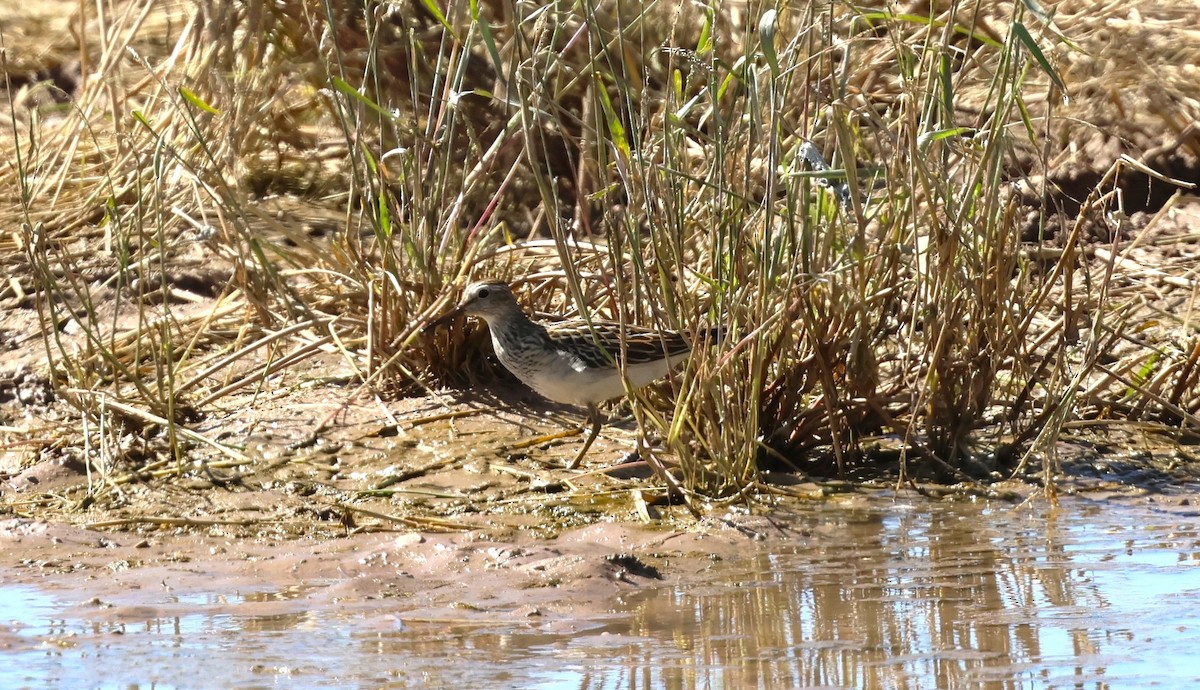 Pectoral Sandpiper - ML642841772