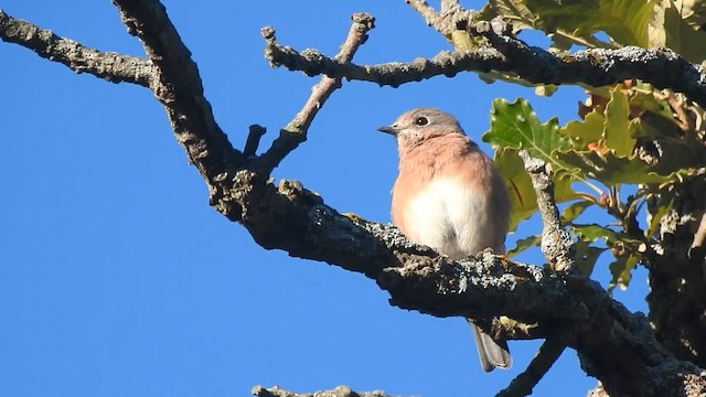 Eastern Bluebird - ML642841773