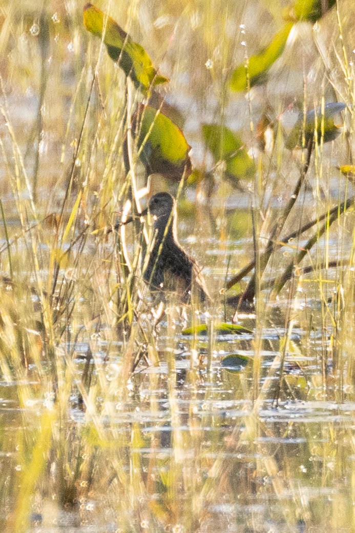 Short-billed Dowitcher - ML642841776