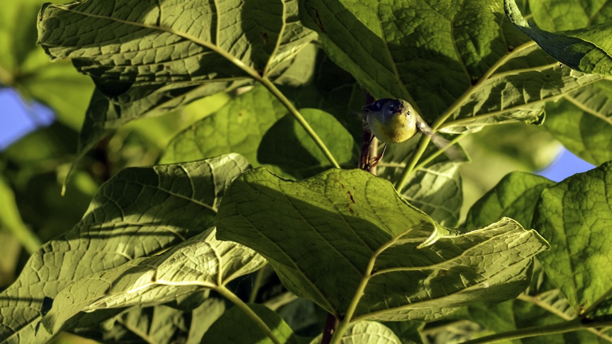 Northern Parula - ML642841784