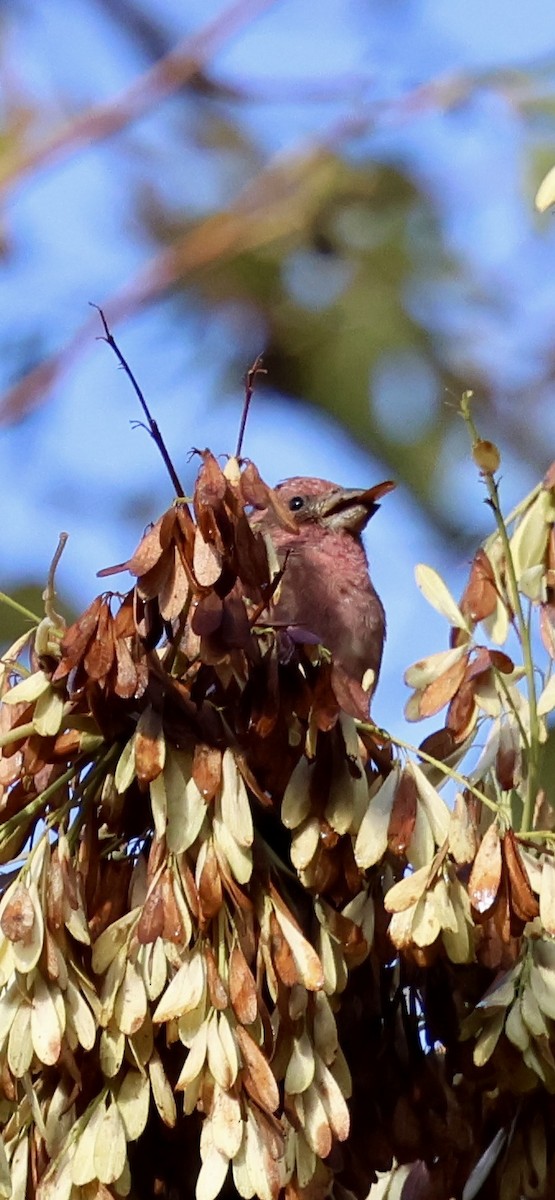 Purple Finch (Western) - ML642841785