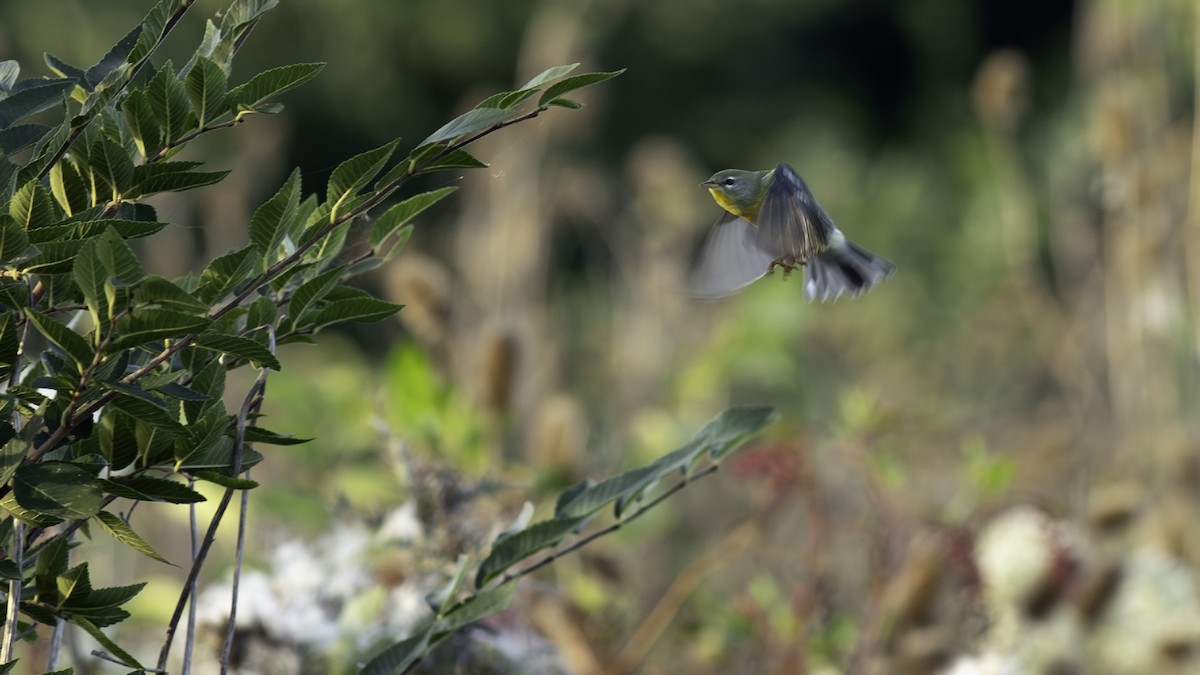 Northern Parula - ML642841786