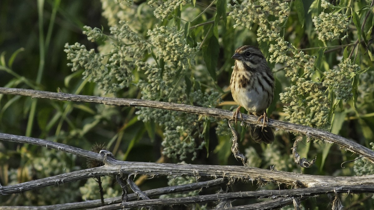 Song Sparrow - ML642841788