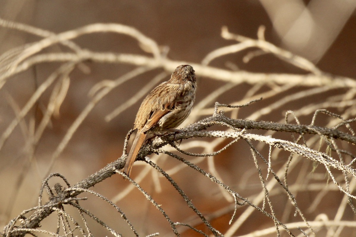 Song Sparrow (montana/merrilli) - ML642841789