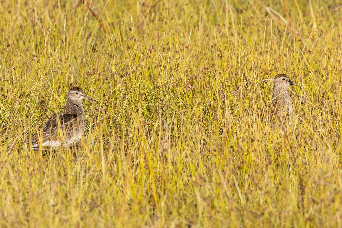 Pectoral Sandpiper - ML642841792