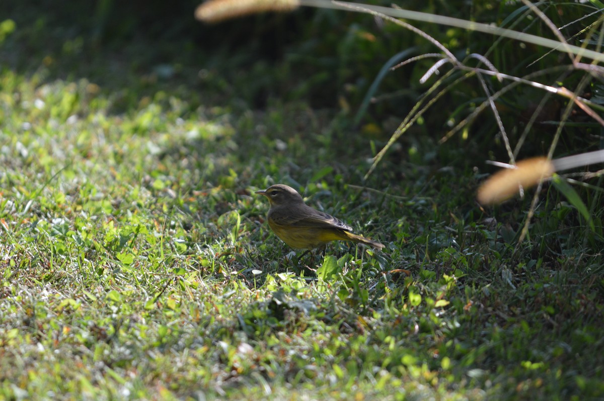 Palm Warbler - ML642841793