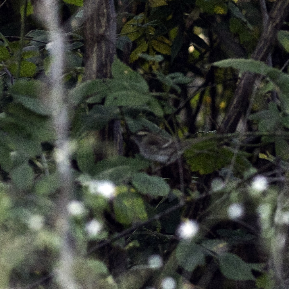 White-throated Sparrow - ML642841794