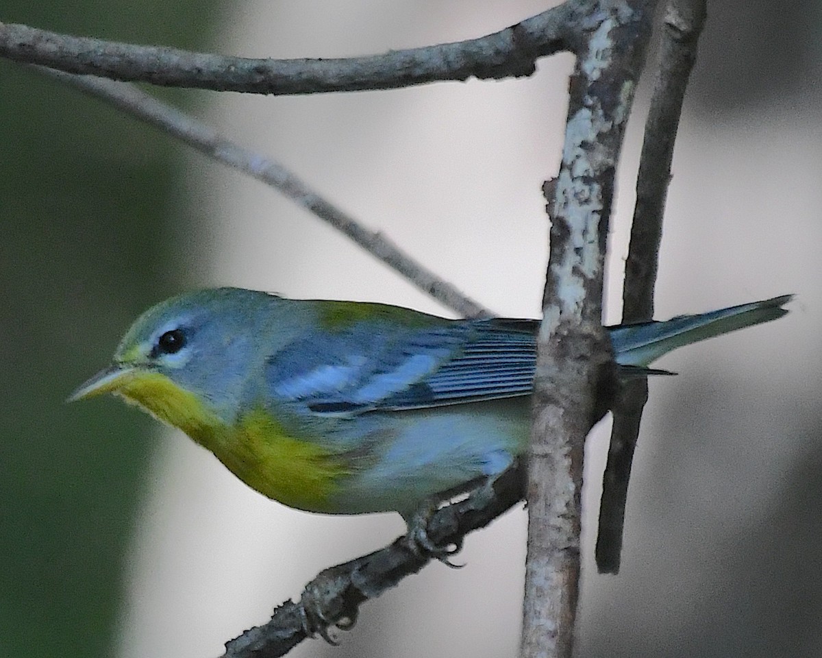 Northern Parula - ML642841797