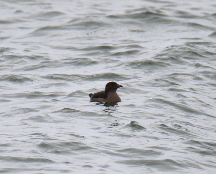 Rhinoceros Auklet - ML642841798