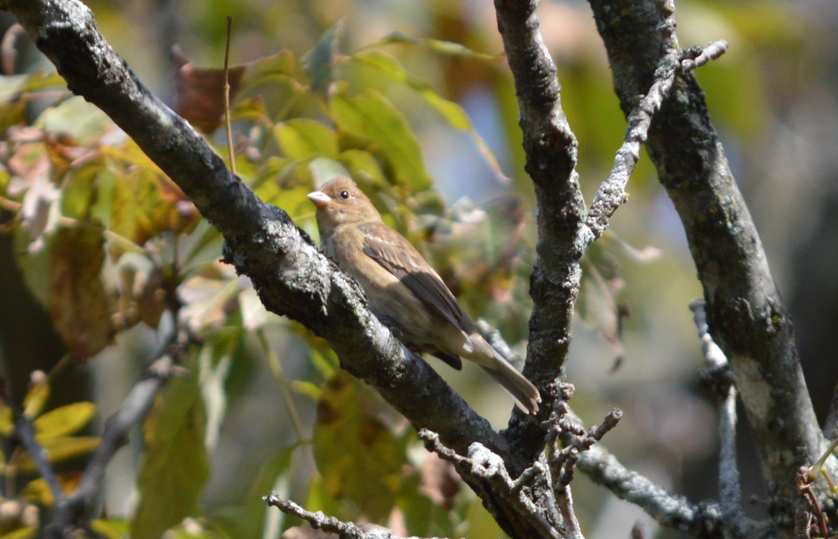 Indigo Bunting - ML642841799