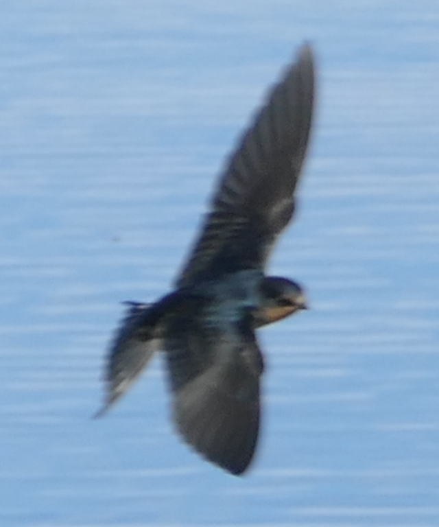 Barn Swallow - ML642841800