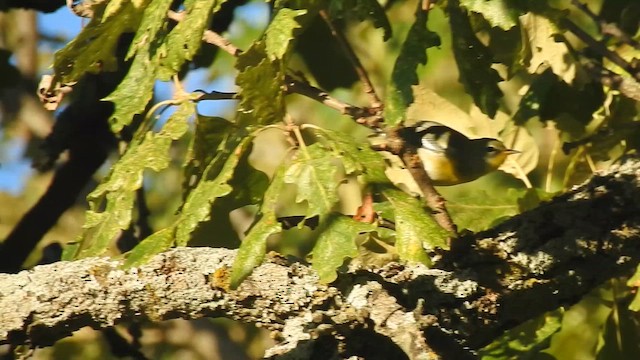 Northern Parula - ML642841832
