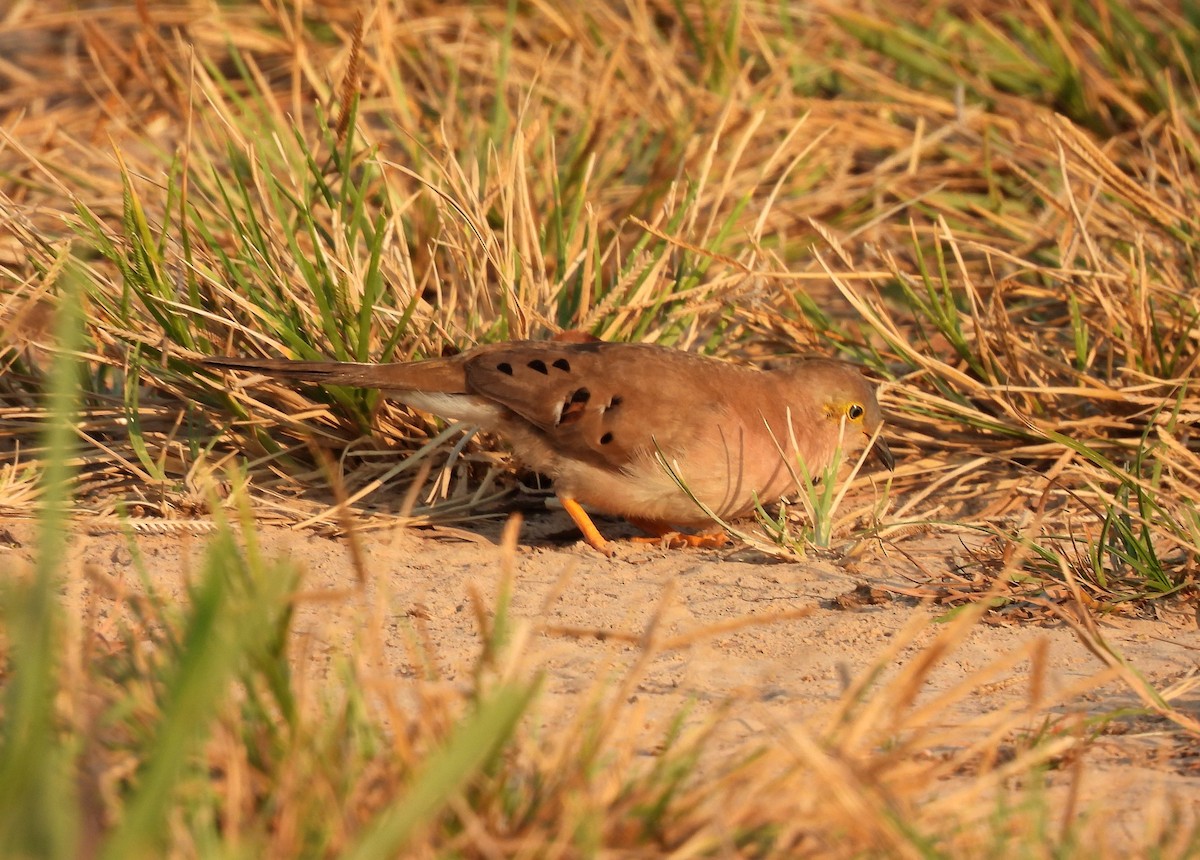 Long-tailed Ground Dove - ML642841833