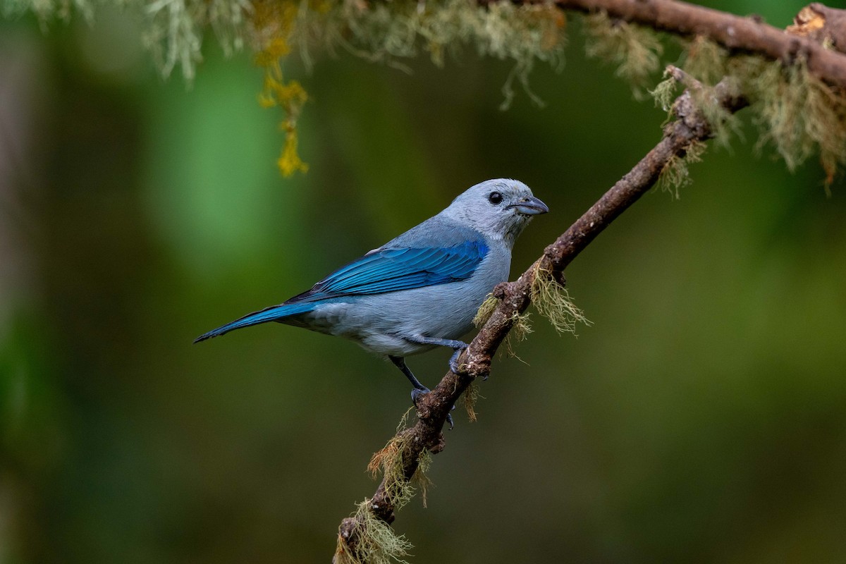 Blue-gray Tanager - ML642841835