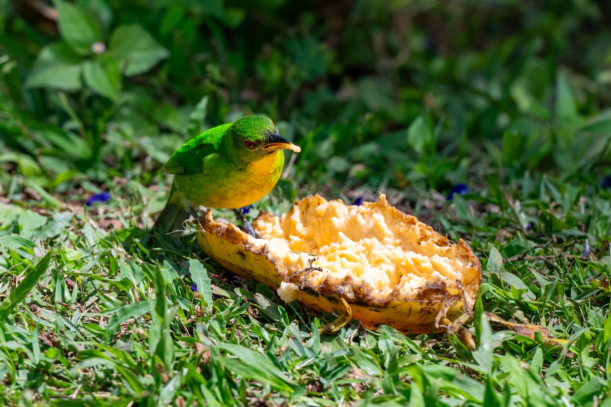 Green Honeycreeper - ML642841840