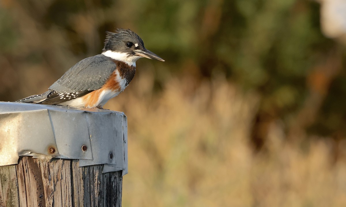 Belted Kingfisher - ML642841844