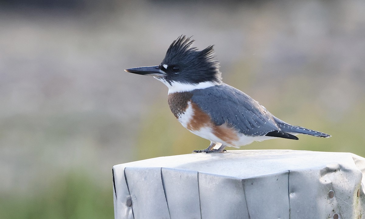 Belted Kingfisher - ML642841845