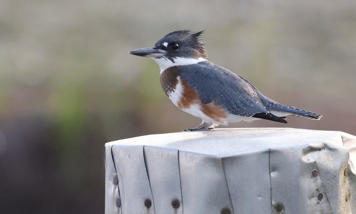 Belted Kingfisher - ML642841846