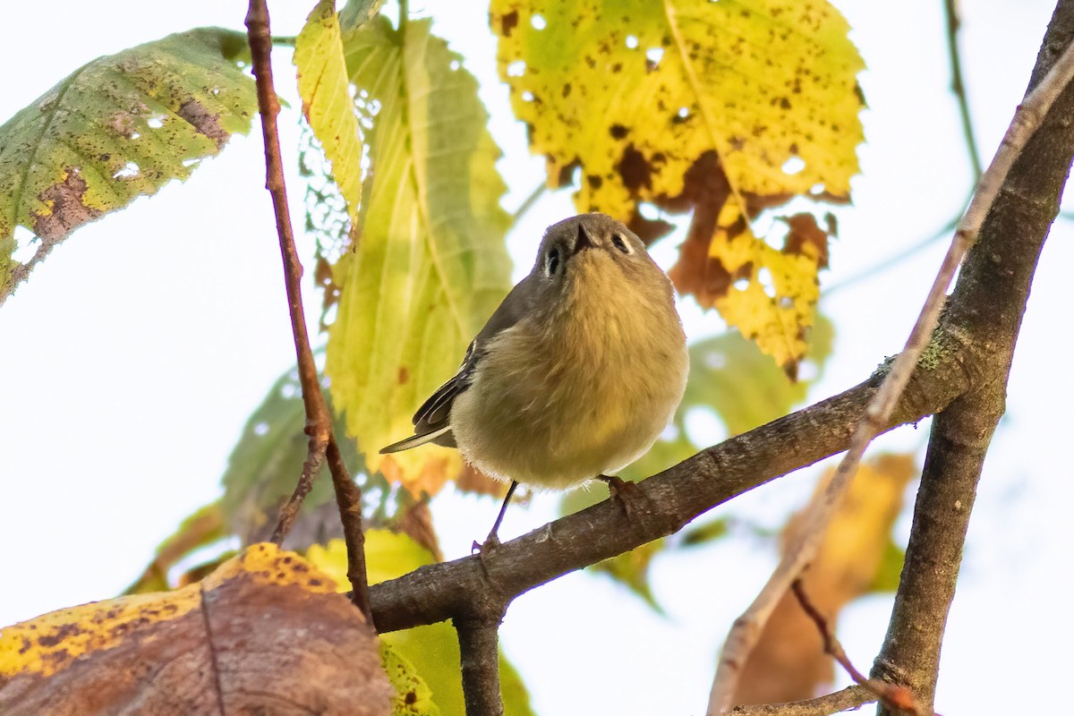 Ruby-crowned Kinglet - ML642841850