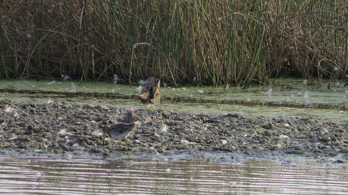 Wilson's Snipe - ML642841851