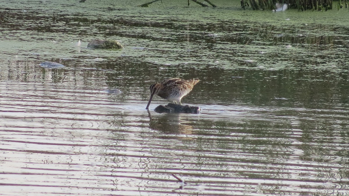 Wilson's Snipe - ML642841852