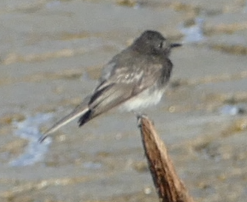 Black Phoebe - ML642841853