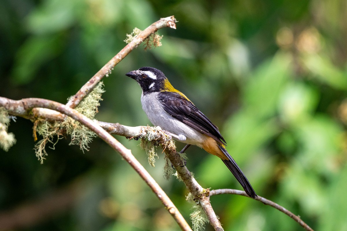 Black-winged Saltator - ML642841855