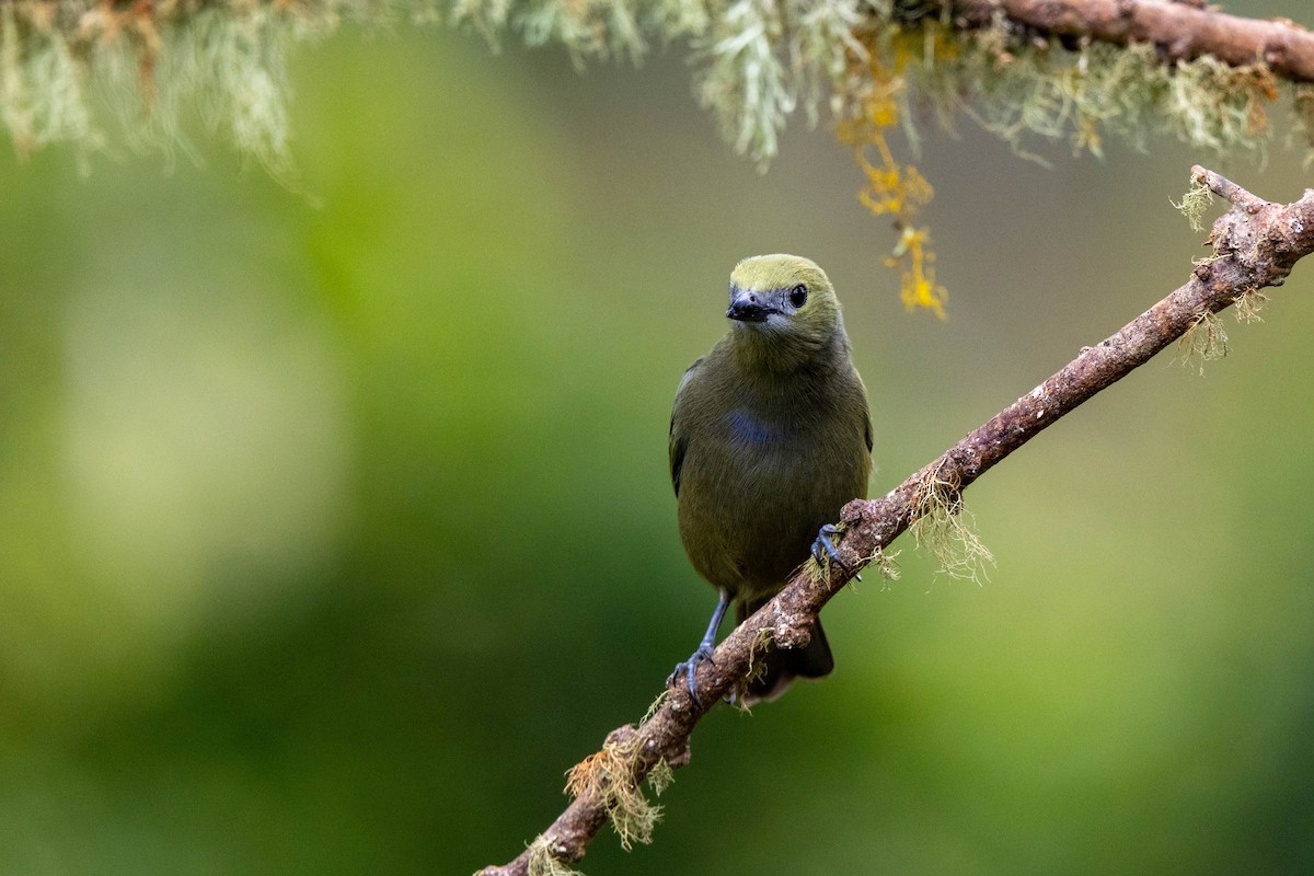 Palm Tanager - ML642841856