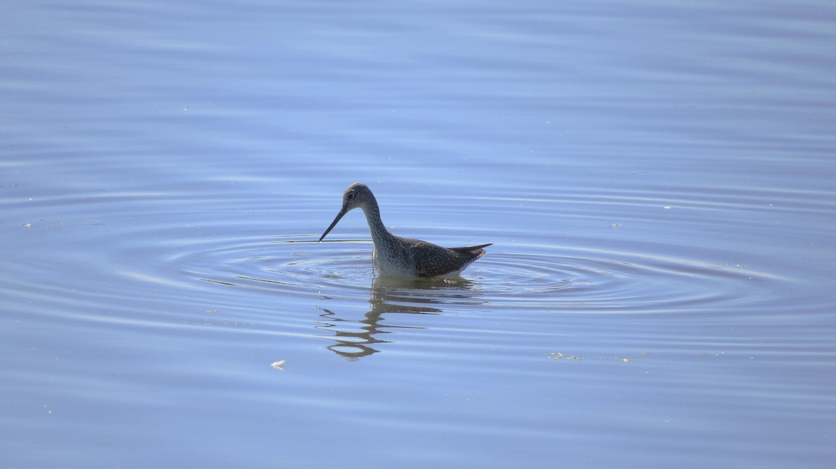 Greater Yellowlegs - ML642841858