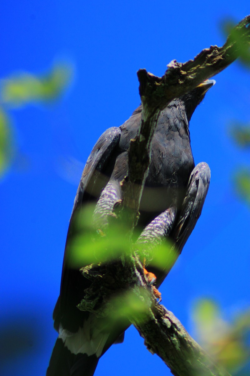 Great Black Hawk - ML642841859