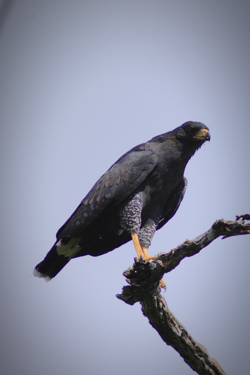 Great Black Hawk - ML642841860