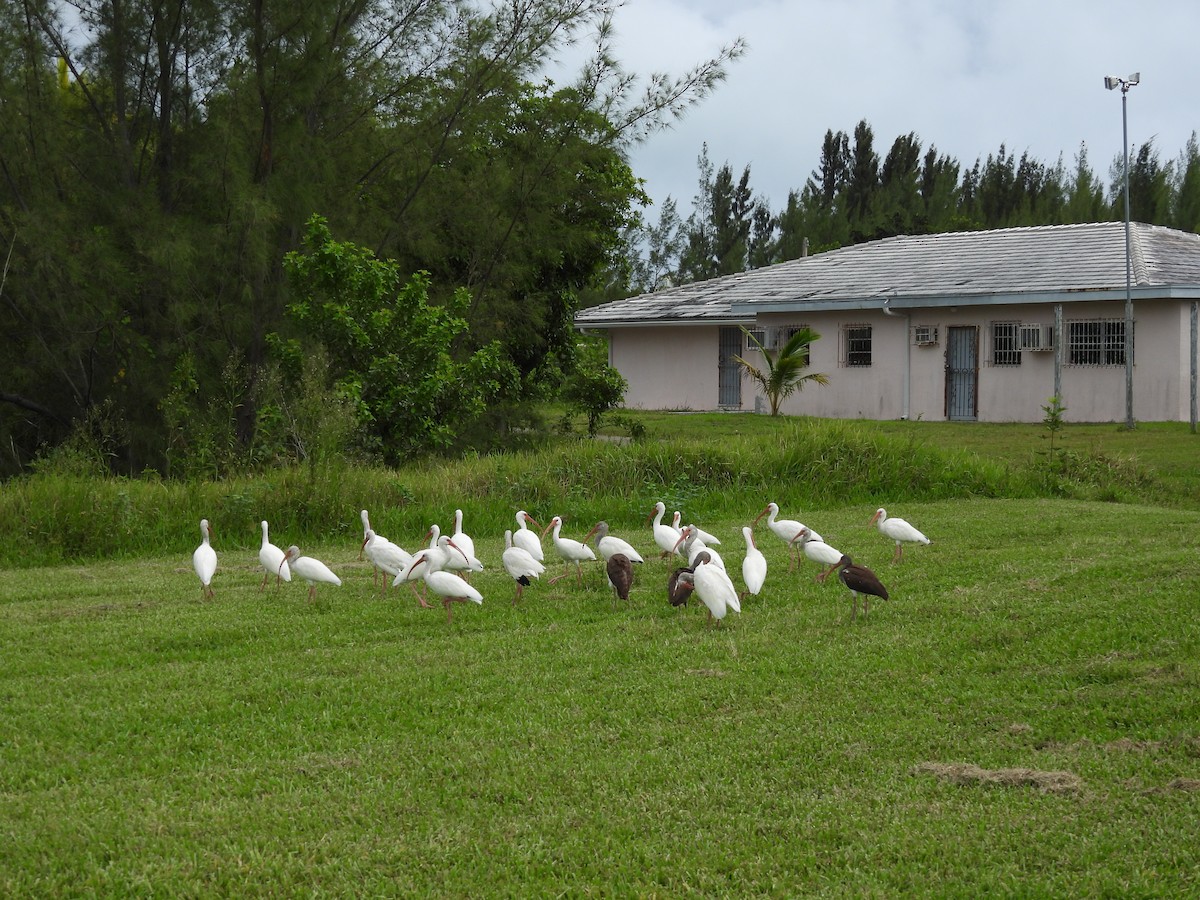 White Ibis - ML642841861