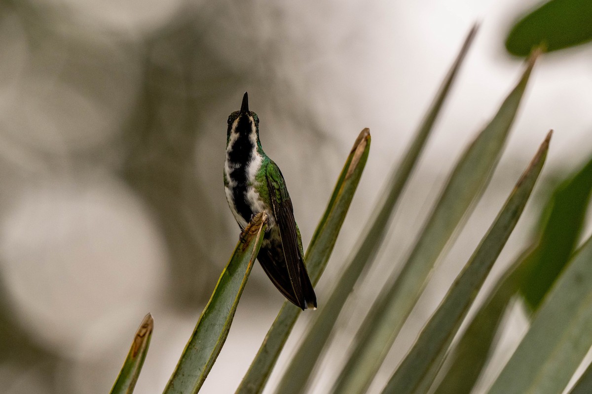 Black-throated Mango - ML642841862