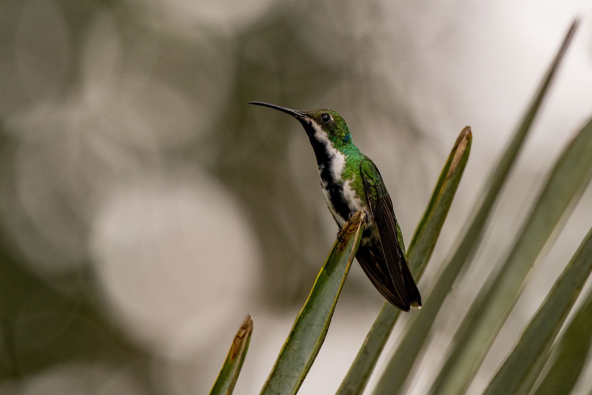 Black-throated Mango - ML642841863