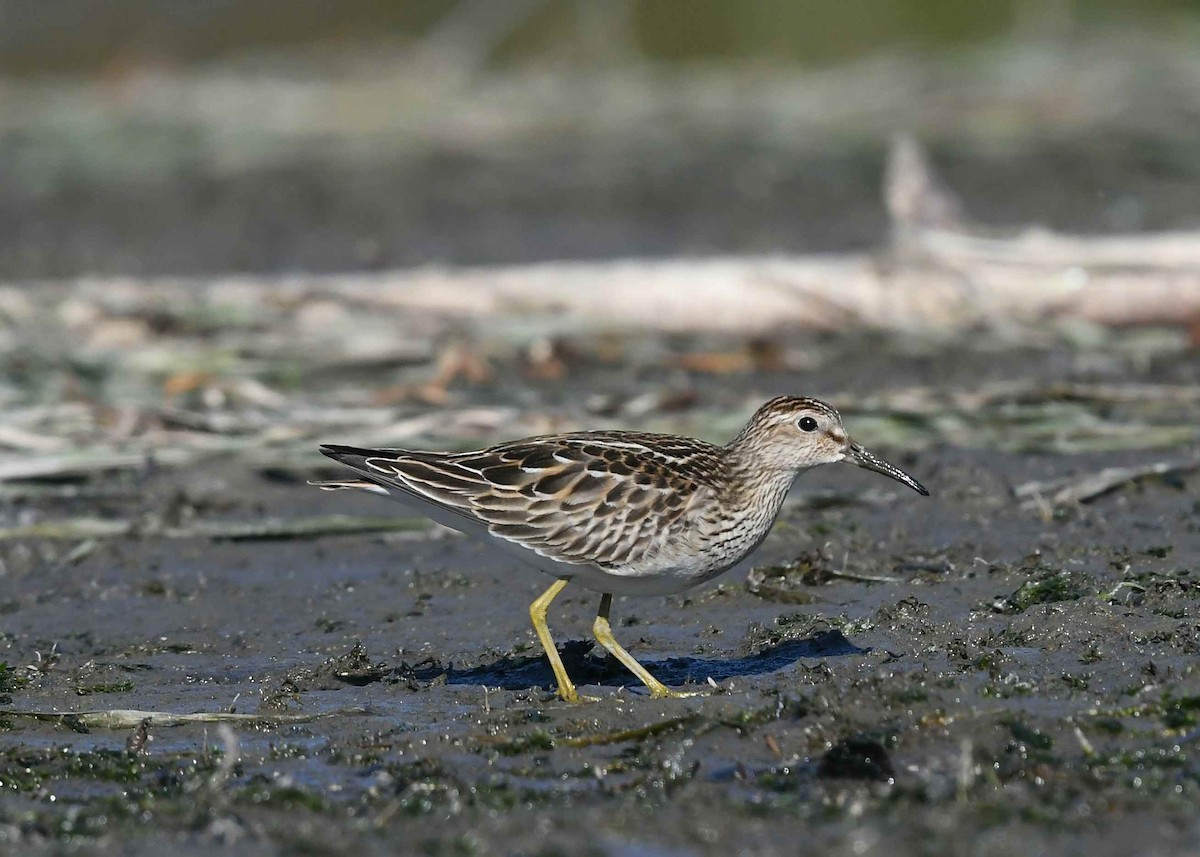 Pectoral Sandpiper - ML642841864