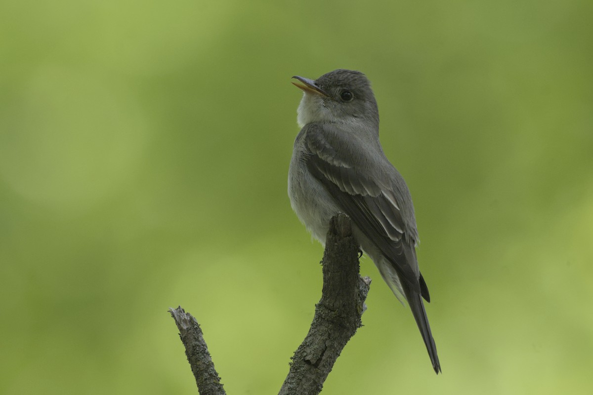 Eastern Wood-Pewee - ML642841865