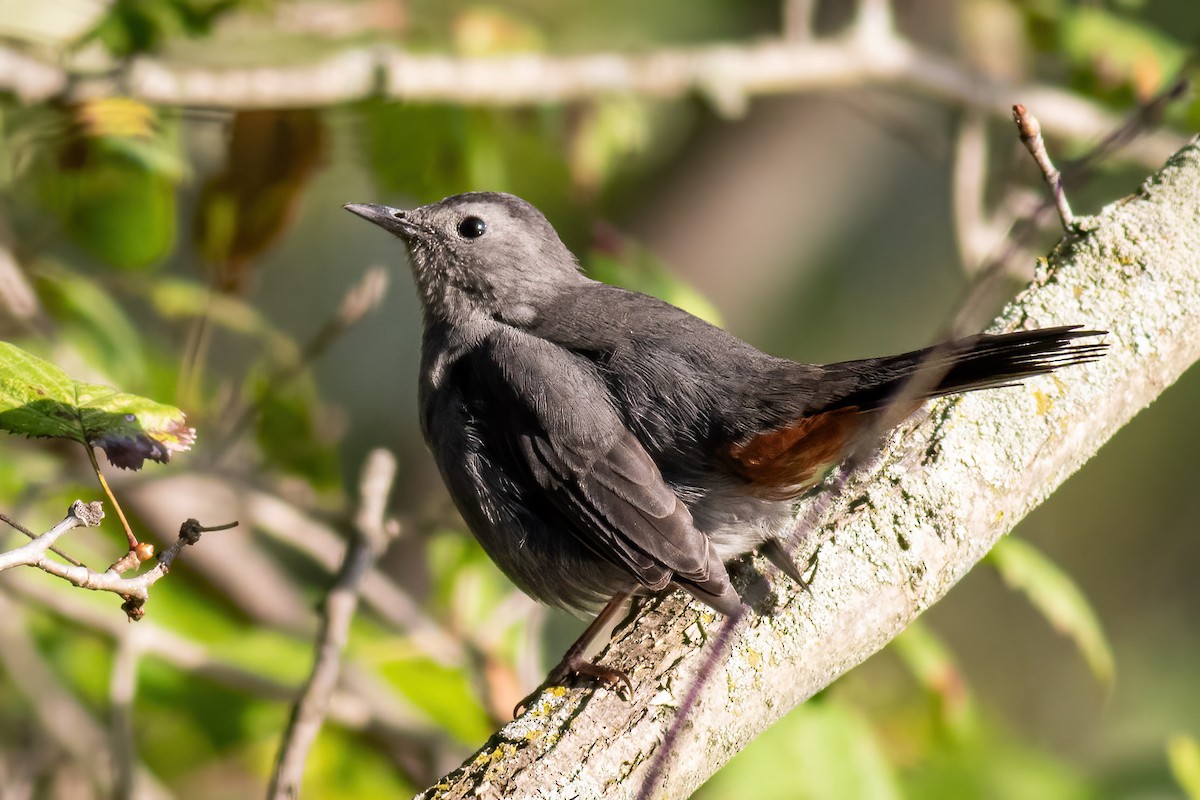 Gray Catbird - ML642841867