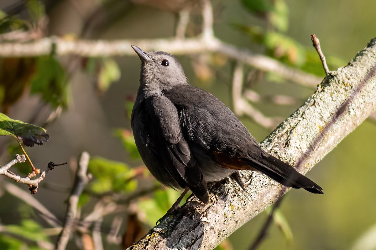 Gray Catbird - ML642841868