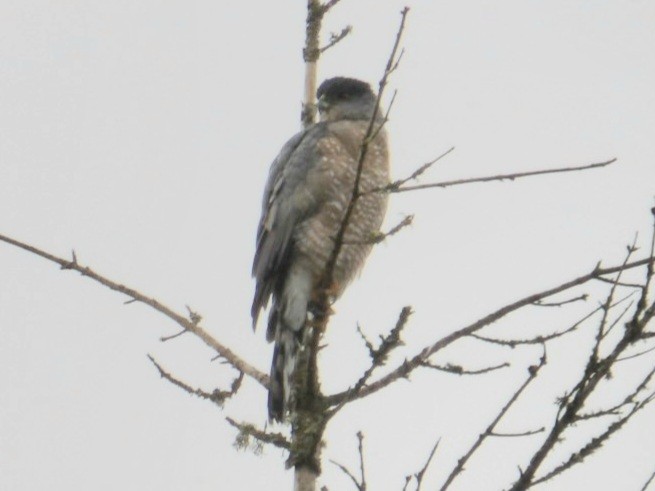Cooper's Hawk - ML642841869