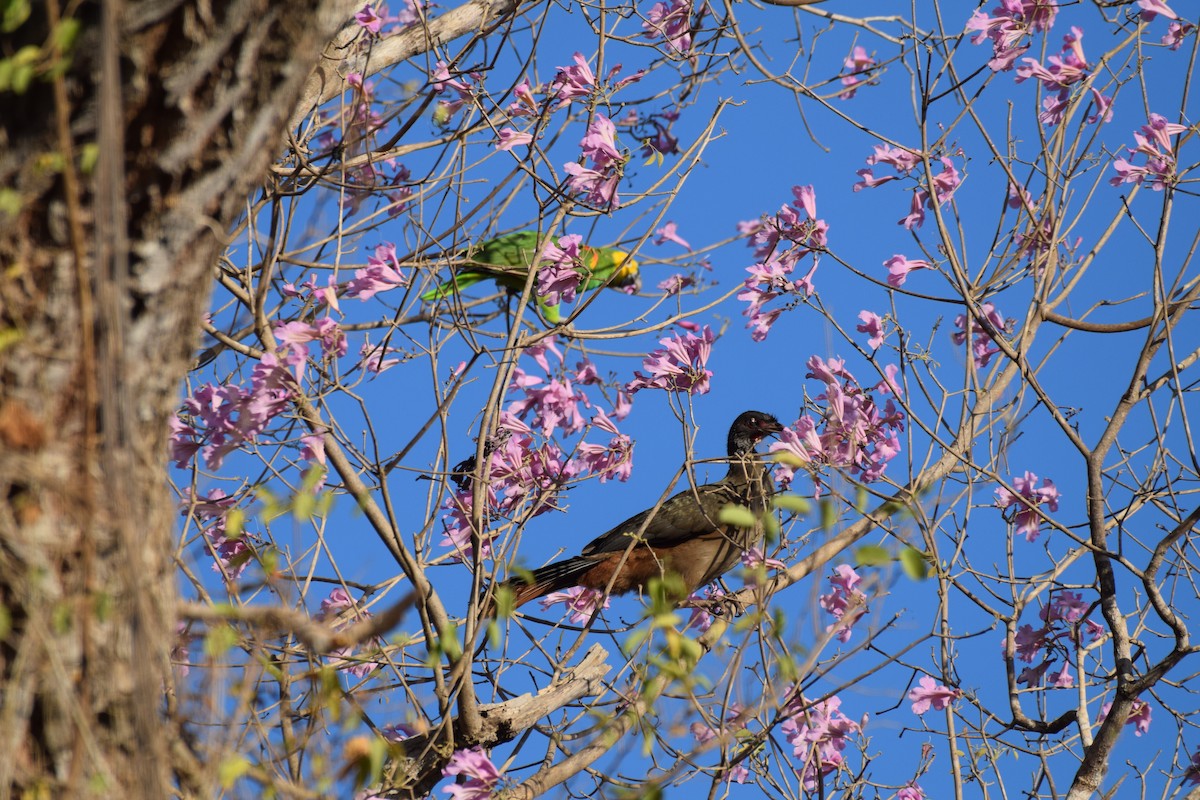 Chaco Chachalaca - ML642841873