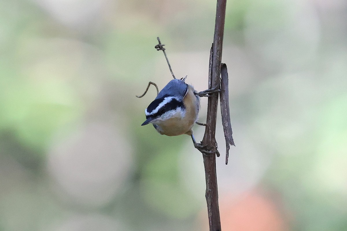 Red-breasted Nuthatch - ML642841874