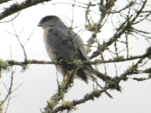 Cooper's Hawk - ML642841875