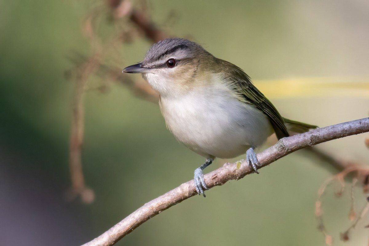 Red-eyed Vireo - ML642841877