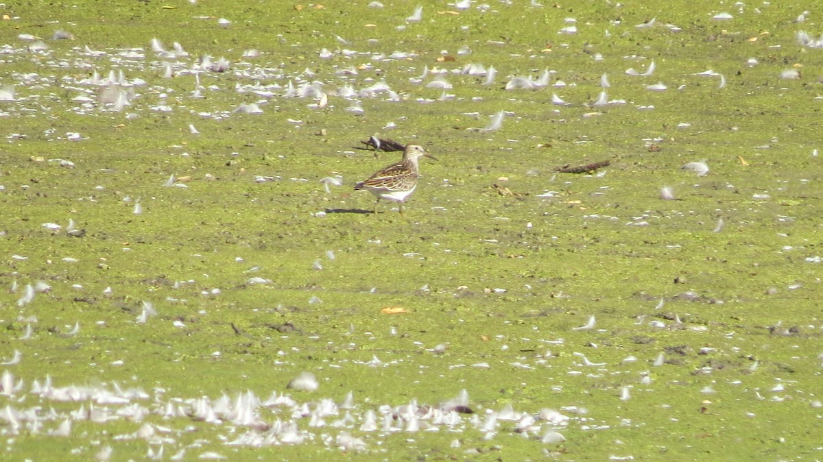 Pectoral Sandpiper - ML642841879