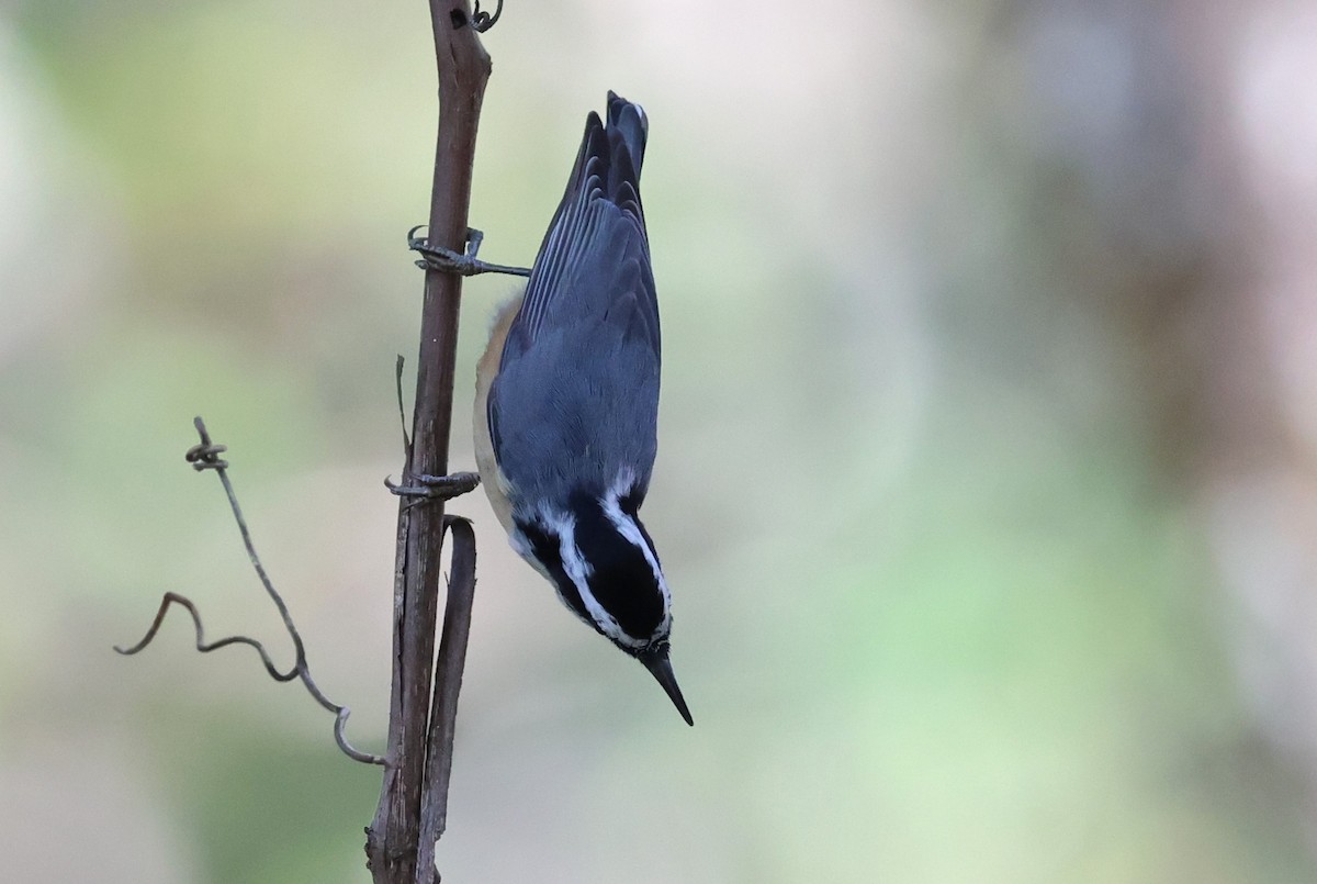 Red-breasted Nuthatch - ML642841881
