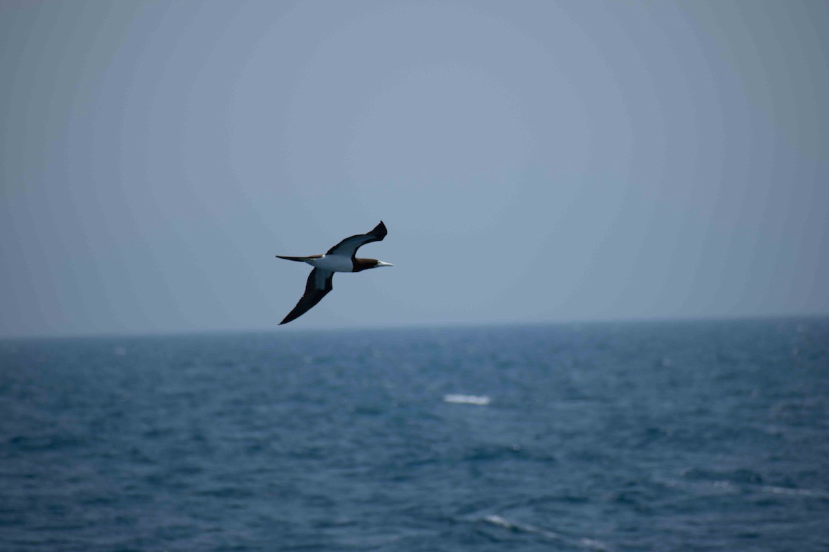 Brown Booby - ML642841882
