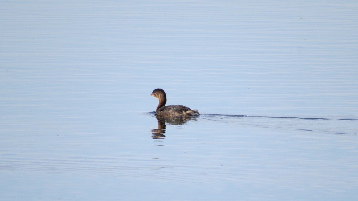 Pied-billed Grebe - ML642841904