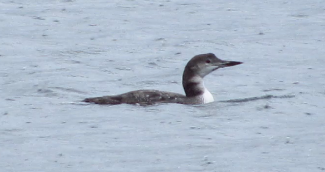 Common Loon - ML642841915